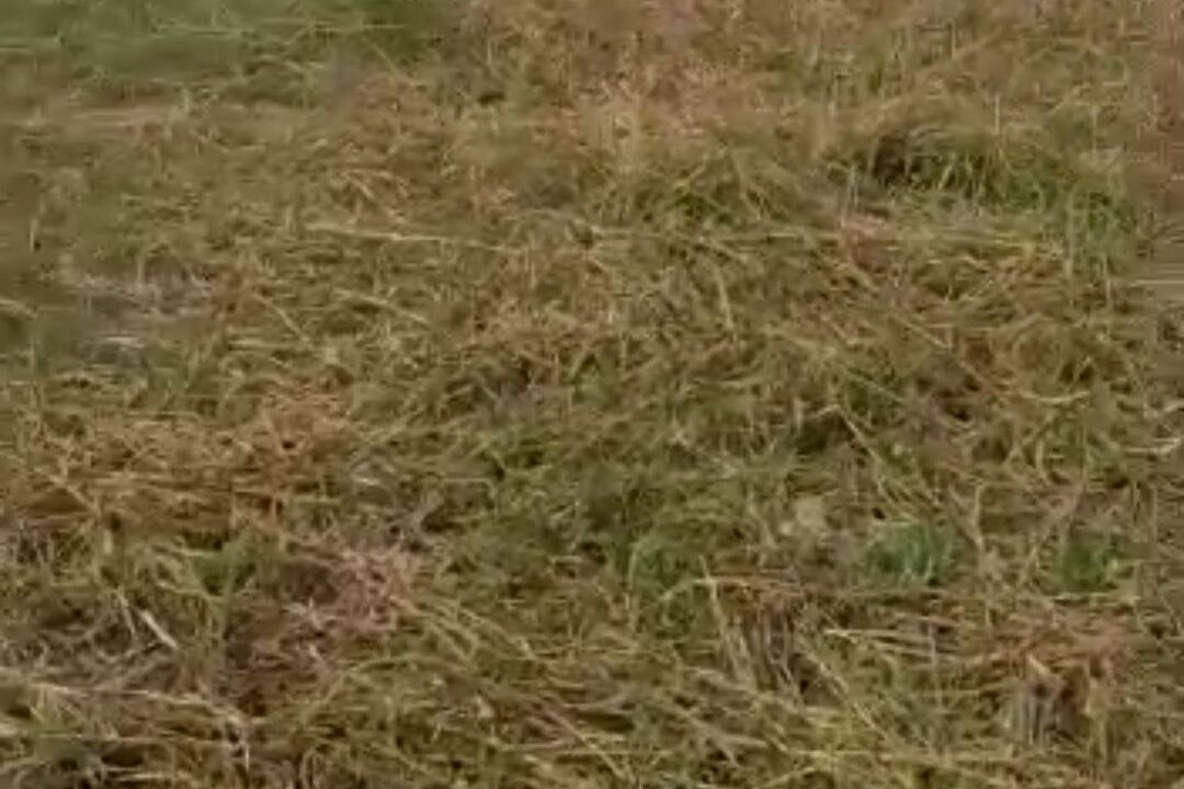 Screenshot_20230210_231521_WhatsApp~2